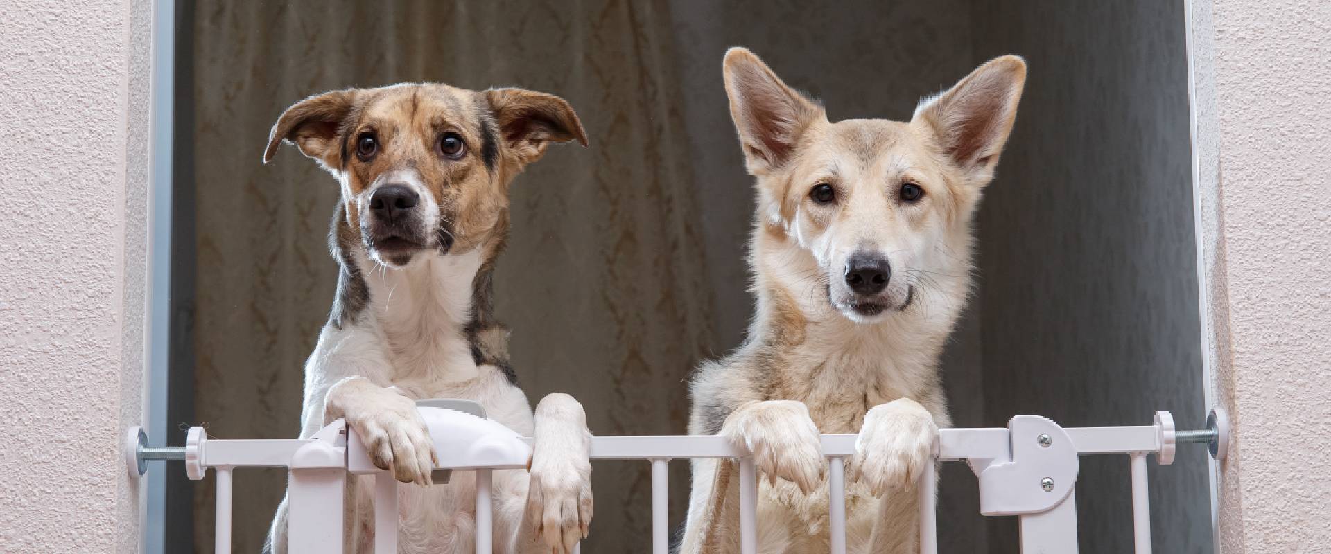 Indestructible shop dog gate